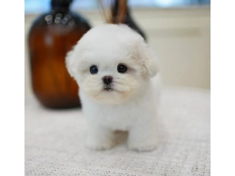 Pomeranian boo safkan köpeğimiz