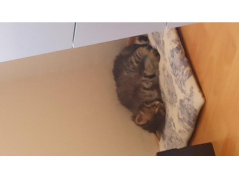 Bir ailesi olmasını istiyorum tekir