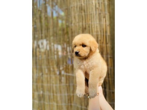 Orjinal küt burun istanbul güzeli golden retriever