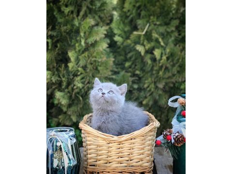 British shorthair sevimli yavrularım 