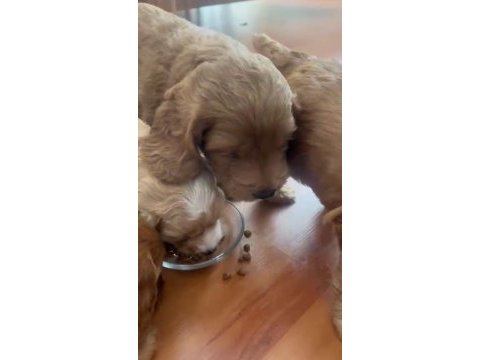 Mükemmel anne babaya sahip toy cockapoo