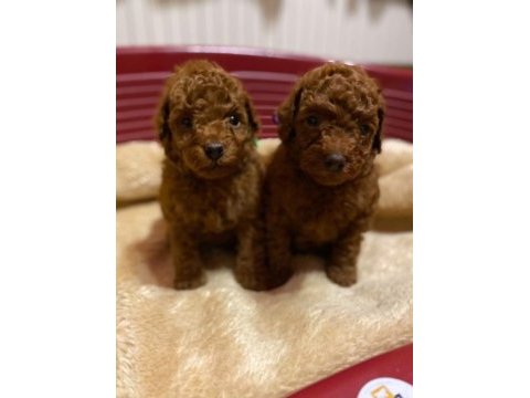 Aşılı toy poodle yavrularımız