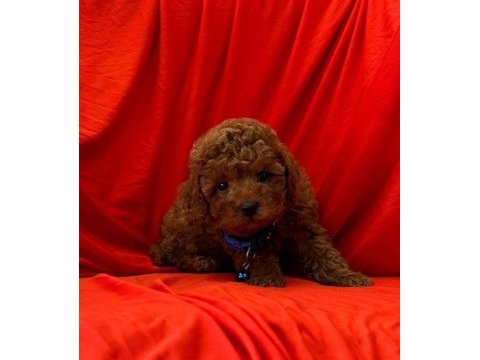 Sağlık ve ırk garantili toy poodle bebeklerim