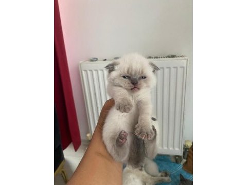 Temiz bakımlı scottish fold yavrularımız