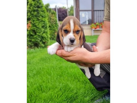 Harika beagle bebekler