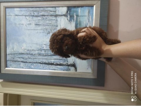 Ankaranın en küçük poodle koreleri