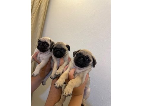 Erkek 3 pug yavrumuz