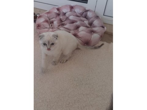 Çok acil british shorthair