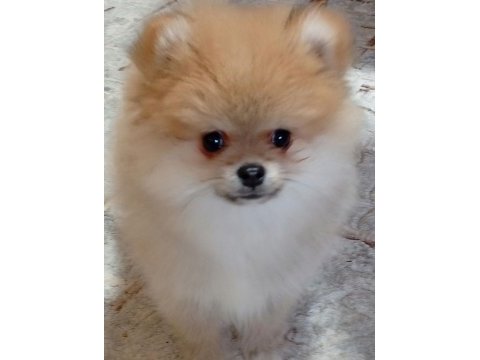 3 aylık erkek ;pomeranian yavrular