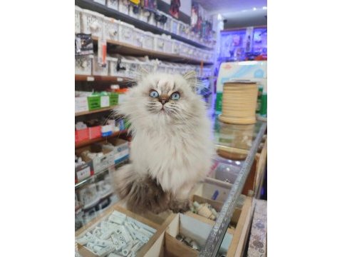 British longhair dişi
