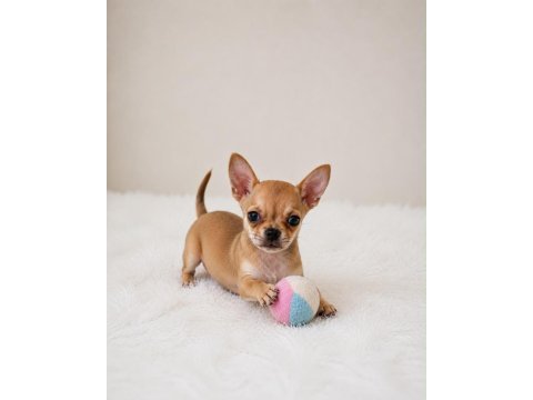Gold renk wc eğitimli mini boy chihuahua