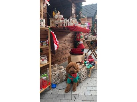 Korea kan red brown poodle 2 yaşında damızlık erkek