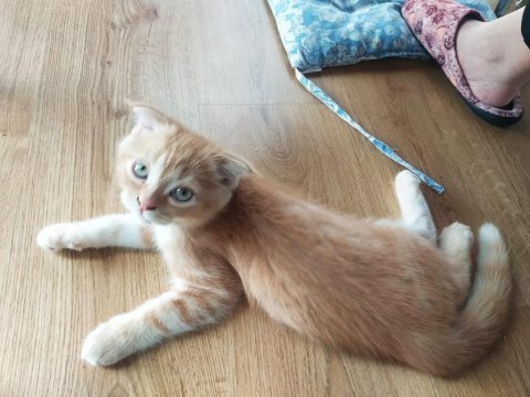 Kedi sahiplendirilecek