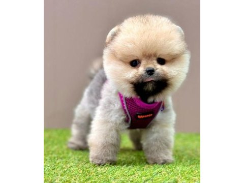 Safkan pomeranian boo yavrularımız