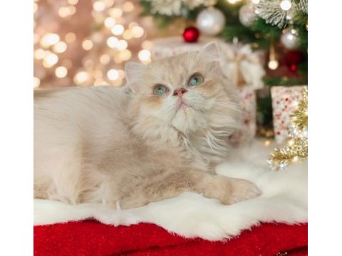 British longhair dişi