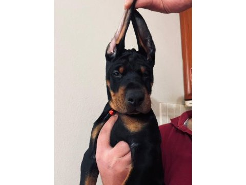 Erkek - dişi european doberman yavrularım ırk garantili