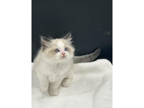 Ragdoll bebekler rezerve açık
