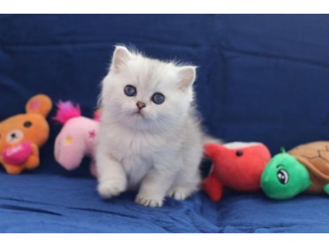 Silver british shorthair bebek