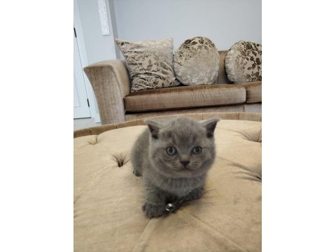 British shorthair yavrular