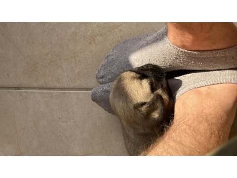 Pug mops yavrusu