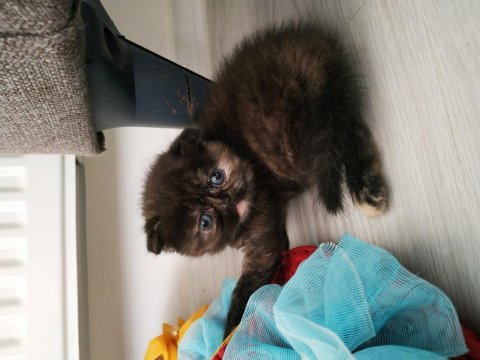 Ev ortamından sağlıklı bebekler scottish fold