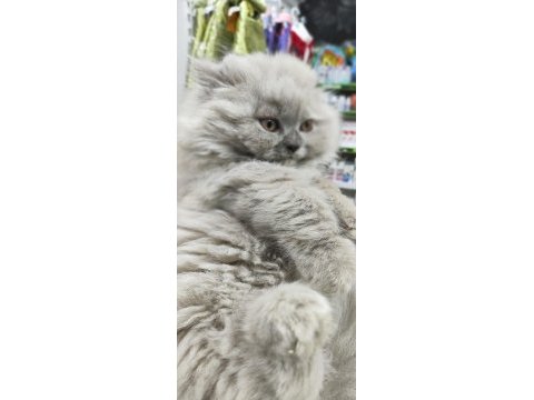 A kalite british longhair