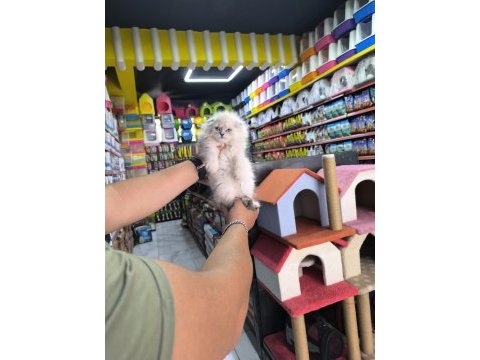 Scottish fold yavrumuz