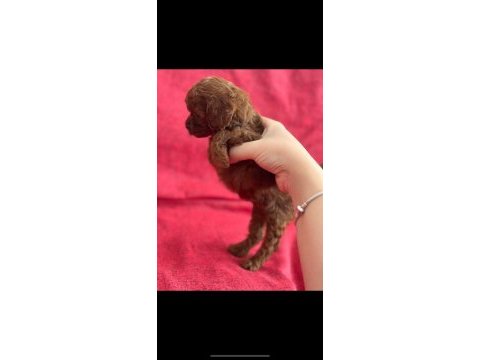 Safkan kore teacup poodle yavrular
