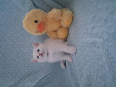 Mianın minik kedileri yeni yuvalarını bekliyor