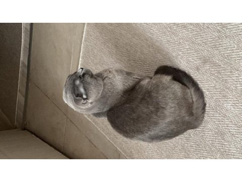 Safkan scottish fold 1.5 yaşında