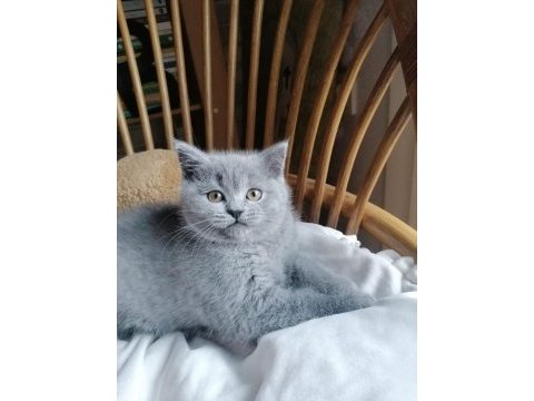 Babalık hakkımız teslime hazır british shorthair