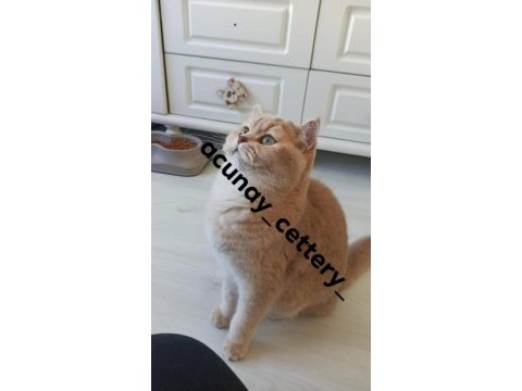 Kedimiz yeni yuvasını arıyor