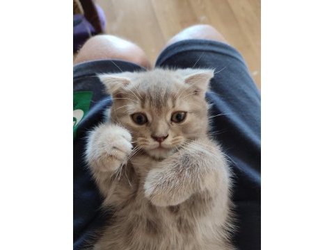 Scottish fold dişi ve british shorthair erkek dişi