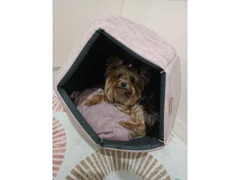 Yorkshire terrier bebeklerim yeni yuvasını arıyor