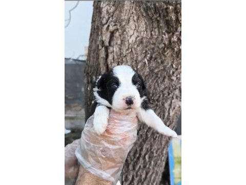 Border collie yavrularımız