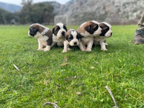St bernard show kalite
