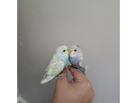 Ele alışık 2 yavru muhabbet kuşu – çift