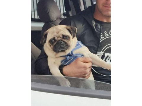 1 yaşında aşıları tam pug