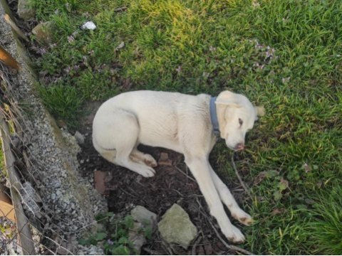 Anne köpeğimiz ve iki kızına ömürlük yuva arıyorum