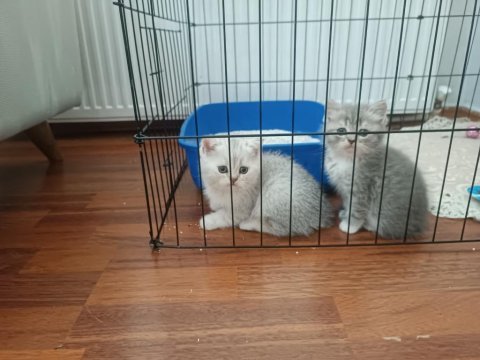 British shorthair ns11 silver point