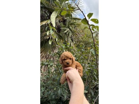 Toy poodle köpeği