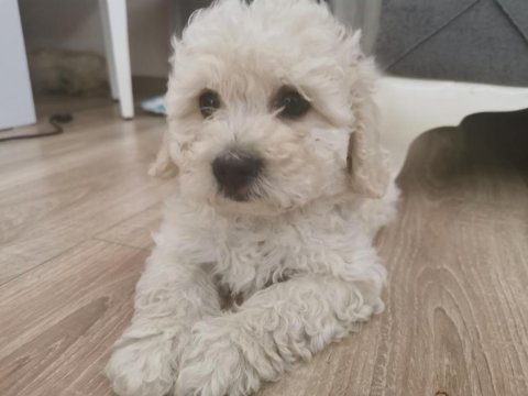 Maltipoo adrese teslim, kapıda ödeme yapabilirsiniz