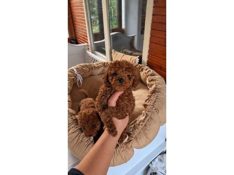 Toypoodle redbrown yavrular kore kan 
