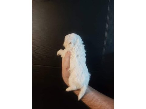 Maltese yavrular