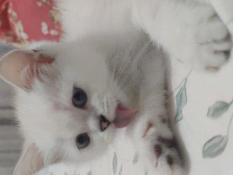 Safkan british shorthair ns1133 yavru