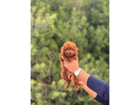 Garantili tea cup poodle yavrularımız