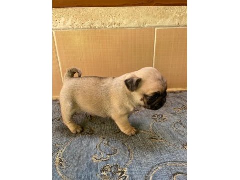 A kalite pug yavrularımız görülmeye değer