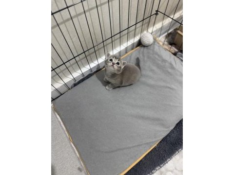 56 günlük british shorthair çok uysal