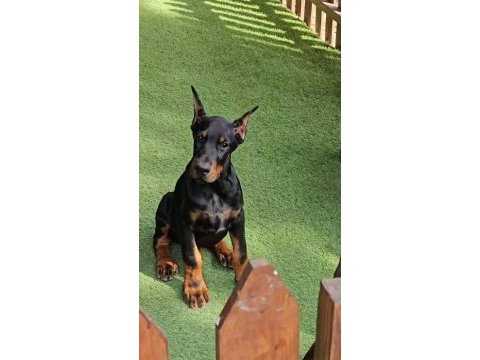 Doberman estetikli ve estetiksiz imkanları mevcut