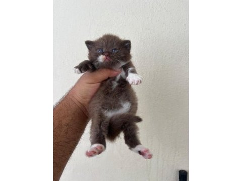 Ev ortamın da büyüyen a kalite british shorthair